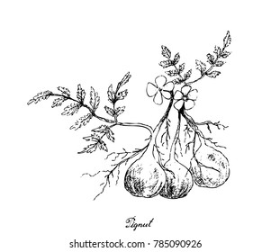 Root and Tuberous Vegetables, Illustration Hand Drawn Sketch of Pignut or Conopodium Majus Plant on White Background. Good Source of Dietary Fiber, Vitamins and Minerals.