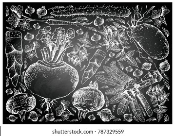Root and Tuberous Vegetables, Illustration Hand Drawn Sketch of Water Chestnut, Chinese Yam, Turnip, Potato, Parsnip, Ensete and Bamboo Shoot Plants on Black Chalkboard.