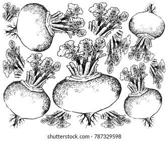 Root and Tuberous Vegetables, Illustration Hand Drawn Sketch of Fresh Purple Turnip or Brassica Rapa Plant with Leaves Isolated on White Background