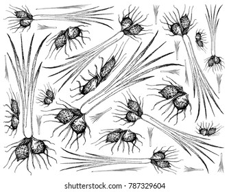 Root and Tuberous Vegetables, Illustration Hand Drawn Sketch of Tigernut or Cyperus Esculentus Plant on White Background. 