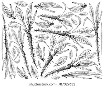 Root and Tuberous Vegetables, Illustration Hand Drawn Sketch of Fresh Scorzonera Hispanica Plants Isolated on White Background.