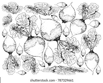 Root and Tuberous Vegetables, Illustration Hand Drawn Sketch of Fresh Rutabaga or Brassica Napus Plants Isolated on White Background.