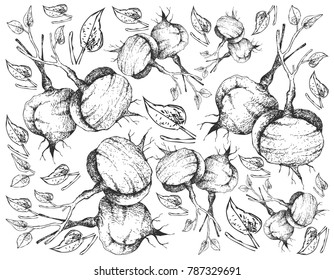 Root and Tuberous Vegetables, Illustration Hand Drawn Sketch of Fresh Jicama, Mexican Yam Bean, Mexican Turnip or Pachyrhizus Erosus Isolated on White Background. 