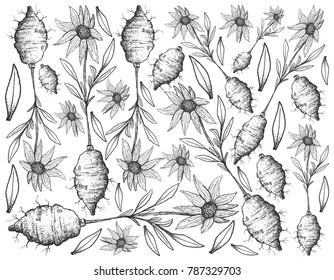 Root and Tuberous Vegetables, Illustration Hand Drawn Sketch of Fresh Jerusalem Artichoke or Helianthus Tuberosus Plant Isolated on White Background.
 