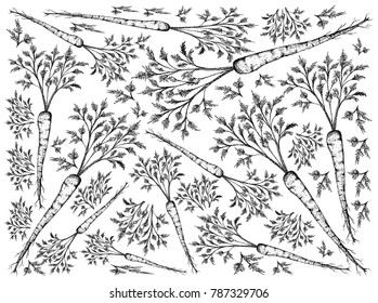 Root and Tuberous Vegetables, Illustration Hand Drawn Sketch of Fresh Hamburg Parsley with Root on Leaves Used for Seasoning in Cooking. Isolated on White Background.