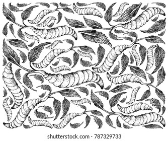 Root and Tuberous Vegetables, Illustration Hand Drawn Sketch of Fresh Chinese Artichoke or Stachys Affinis Plant Isolated on White Background.