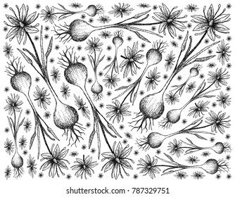 Root and Tuberous Vegetables, Illustration Hand Drawn Sketch of Camas, Camassia, Quamash, Indian Hyacinth, Camash or Wild Hyacinth Plant Isolated on White Background.