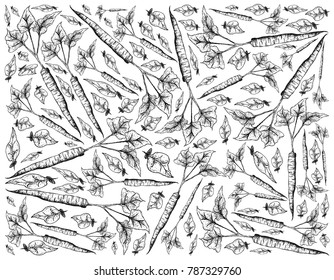 Root and Tuberous Vegetables, Illustration Hand Drawn Sketch of Burdock or Arctium Lappa Plant Isolated on White Background.