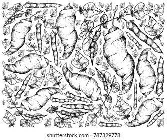 Root and Tuberous Vegetables, Illustration Hand Drawn Sketch of Fresh Ahipa or Arracacia Xanthorrhiza Isolated on White Background.