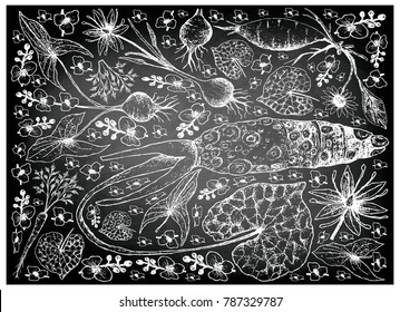 Root and Tuberous Vegetables, Illustration Hand Drawn Sketch of Fresh Hamburg Parsley, Yacon, Wasabi, Camas and Broadleaf Arrowhead Plants on Black Chalkboard.