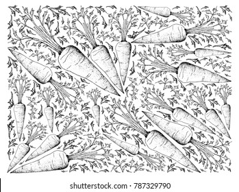 Root and Tuberous Vegetables, Illustration Hand Drawn Sketch of Fresh Orange Carrot with Leaves Isolated on White Background