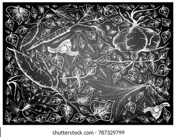 Root and Tuberous Vegetables, Illustration Hand Drawn Sketch of Water Caltrop, Turmeric, Sweet Potato, Cassava, Burdock and Ahipa Plants on Black Chalkboard.