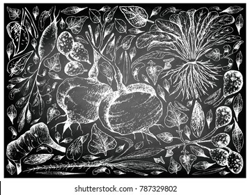 Root and Tuberous Vegetables, Illustration Hand Drawn Sketch of Ulluco, Skirret, Scorzonera, Jicama, Galangal and Earthnut Pea Plants on Black Chalkboard.