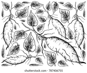 Root and Tuberous Vegetables, Illustration Hand Drawn Sketch of Whole Sweet Potato or Kumara Isolated on White Background.