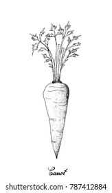 Root and Tuberous Vegetables, Illustration Hand Drawn Sketch of Fresh Orange Carrot with Leaves Isolated on White Background
