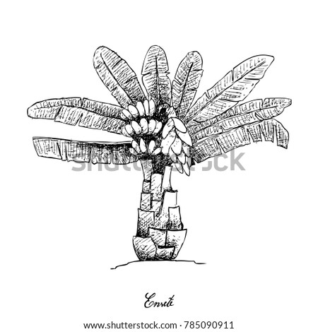 Root and Tuberous Vegetables, Illustration Hand Drawn Sketch of Ensete Banana Tree with Fruits and Blossom Istolated on White Background.