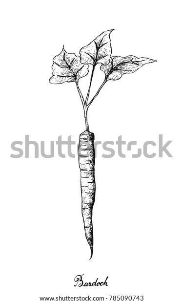 Root Tuberous Vegetables Illustration Hand Drawn Stock Vector (Royalty ...