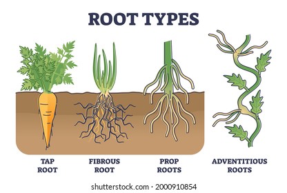 Root types examples in soil from side view in biological outline diagram. Tap, fibrous, prop or adventitious underground systems in labeled educational anatomical plant description vector illustration svg
