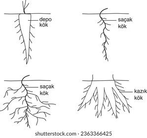 Root Types, Fringe Root, Storage Root, Tape Root, Kök tipleri, saçak kök, depolama kökü, bant kökü, biyoloji, ders, görsel, havuç, patates, otsu bitkiler, odunsu bitkiler