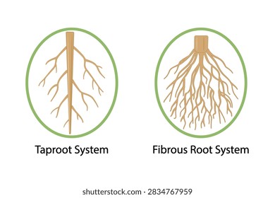 Root types icon isolated on white background, comprehensive comparison between taproot system with its thick central primary root, taproot system and fibrous root system, for biology education poster, stock vector illustration