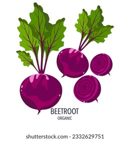 ฺBeet root vector illustration, two full beetroots, red beet with green leaf vector illustration white background.