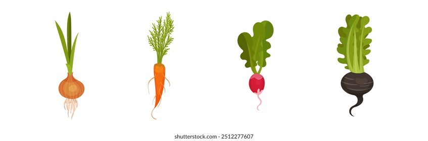 Root Vegetable Crop with Top Leaves Vector Set