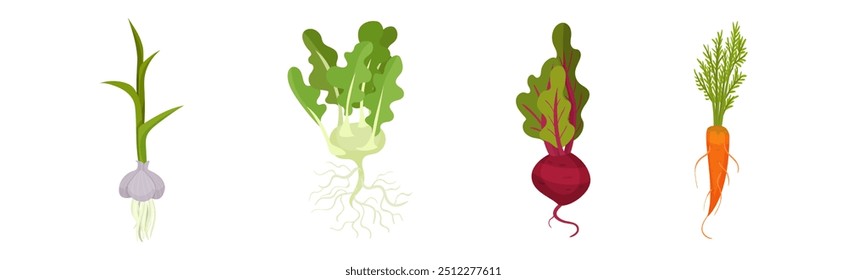 Root Vegetable Crop with Top Leaves Vector Set