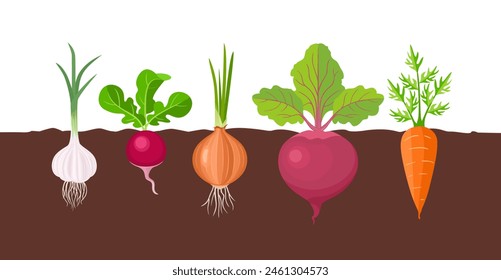 Root vegetable garden. Garlic, onion, carrot, beet and radish growing in soil. Vector cartoon flat illustration.
