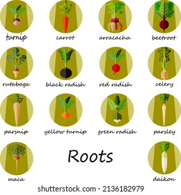 Root vegetable icons set. Carrot. Beetroot. Celery. Parsley. Red and Black radish. Chinese radish. Daikon. Parsnip. Rutabaga. Turnip. Yellow turnip. Arracacha. Maca. Flat style. Vector illustration