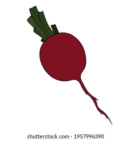 Root vegetable or radish, fresh vegetable with green leaves. Flat vector illustration. Summer season