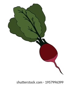 Root vegetable or radish, fresh vegetable with green leaves. Flat vector illustration. Summer season