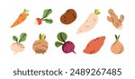Root vegetable set. Carrot, daikon radish, sweet potato, beet, onion, turnip, celery, ginger and rutabaga tuber. Natural food, veggies icons. Flat vector illustration isolated on white background