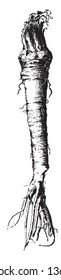 It is a root vegetable. It use as spice. It is a long and thin, vintage line drawing or engraving illustration.