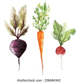 Root Vegetable, Watercolor, Vegetables