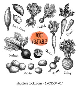 Root Vegetables Big Set. Ink Sketch Collection Isolated On White Background. Vegetables Set. Hand Drawn Vector Illustration. Retro Style.