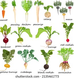 Root vegetables. Carrot. Beetroot. Celery. Parsley. Red radish. Black radish. Chinese radish. Daikon. Parsnip. Rutabaga. Turnip. Yellow turnip. Arracacha. Maca. Vector illustration