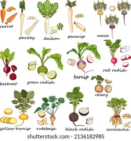 Root vegetables. Carrot. Beetroot. Celery. Parsley. Red radish. Black radish. Chinese radish. Daikon. Parsnip. Rutabaga. Turnip. Yellow turnip. Arracacha. Maca. Cartoon style. Vector illustration