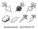 Root Vegetables: Carrot Beetroot Radish Turnip Sweet Potato Potato Parsnip
