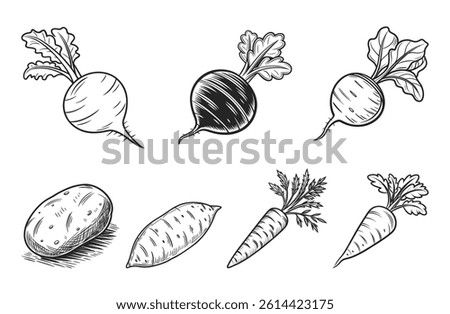 Root Vegetables: Carrot Beetroot Radish Turnip Sweet Potato Potato Parsnip