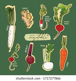 Root vegetables collection, hand draw sketch vector.