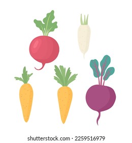 Légumes racines. Voggies fermières: betterave, carotte, radis. daikon. Illustration vectorielle dessinée à plat.