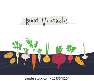 Root vegetables garden hand drawn illustration