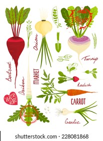 Root Vegetables with Greens Signs and Symbols Design Collection. Market gardening colorful designer set illustration. Layered vector EPS8