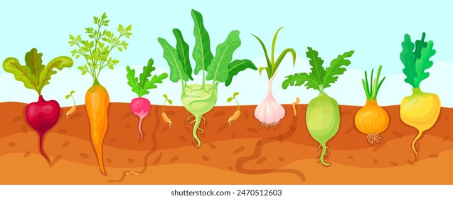 Root vegetables in ground. Garden planted vegetable soil border, spring veggie roots grow field, farm planting healthy food ingredients, veggies gardening neat vector illustration