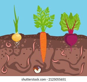 Root vegetables grow on a bed in the soil. Worms are pests of plants in garden. Ground cutaway. Vector illustration of composting process.