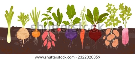 Root vegetables grow in soil, infographic diagram with underground patch vector illustration. Cartoon harvest of tubers with leaf and veggies bulbs growing in ground of field or backyard garden