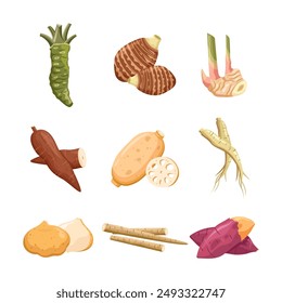 Root vegetables and herb set. Wasabi root, taro, galangal , lotus root, sweet potato, burdock, ginseng, jicama, and cassava.