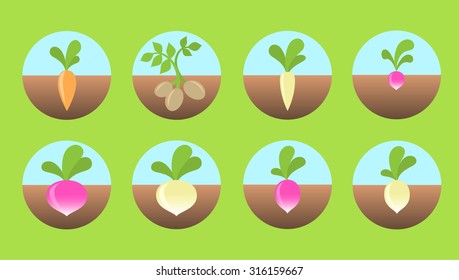 Root vegetables icons.