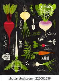 Root Vegetables with Leafy Tops Set for Design on Blackboard. Colorful vegetable collection on textured blackboard illustration. Layered vector EPS8