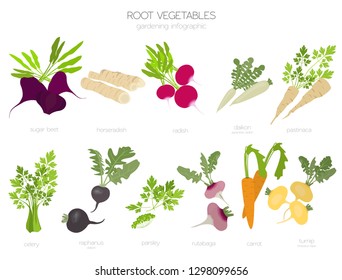 Root vegetables raphanus, radish, sugar beet, carrot, parsley etc. Gardening, farming infographic, how it grows. Flat style design. Vector illustration